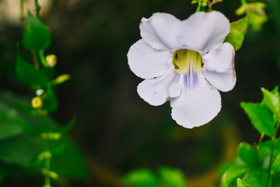 Close-up of white flower blooming outdoors