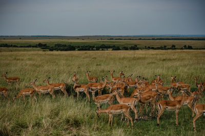 animal wildlife