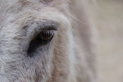 Close-up of horse eye