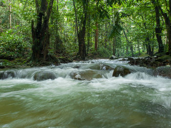 Scenic view of waterfall in forest