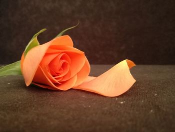 Close-up of orange rose on table