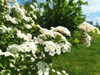 Close-up of flowers blooming outdoors