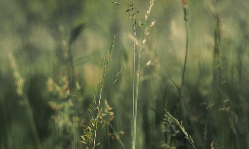 Close-up of crops on field