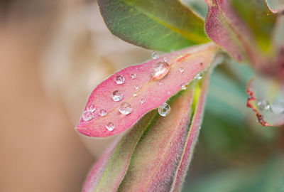 Close-up of green leaves