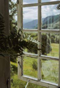 Close-up of tree seen through window