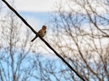 Low angle view of bird perching on bare tree