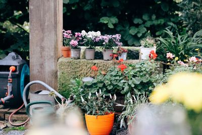 Close-up of potted plants in yard