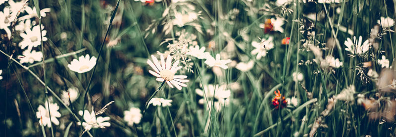 Close-up of white flowering plants on field