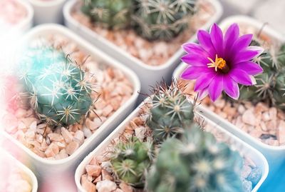 High angle view of potted plants on table