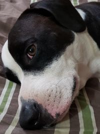 Close-up portrait of dog