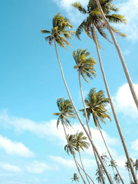 Low angle view of palm tree against sky