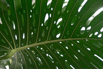 Full frame shot underside monstera leaf