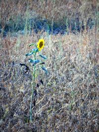 Close-up of yellow flower on field