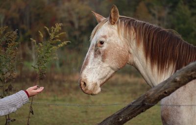 Close-up of a horse on field