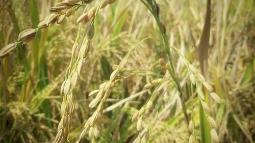 Close-up of wheat growing in field