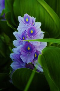 Close-up of purple flowering plant