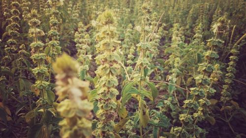 Plants growing in field