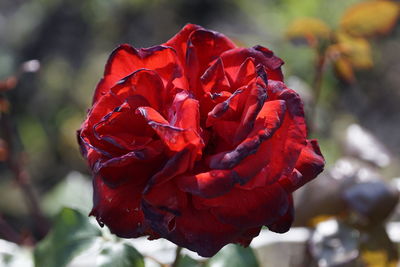 Close-up of red rose blooming outdoors