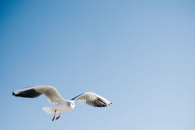 Low angle view of seagulls flying