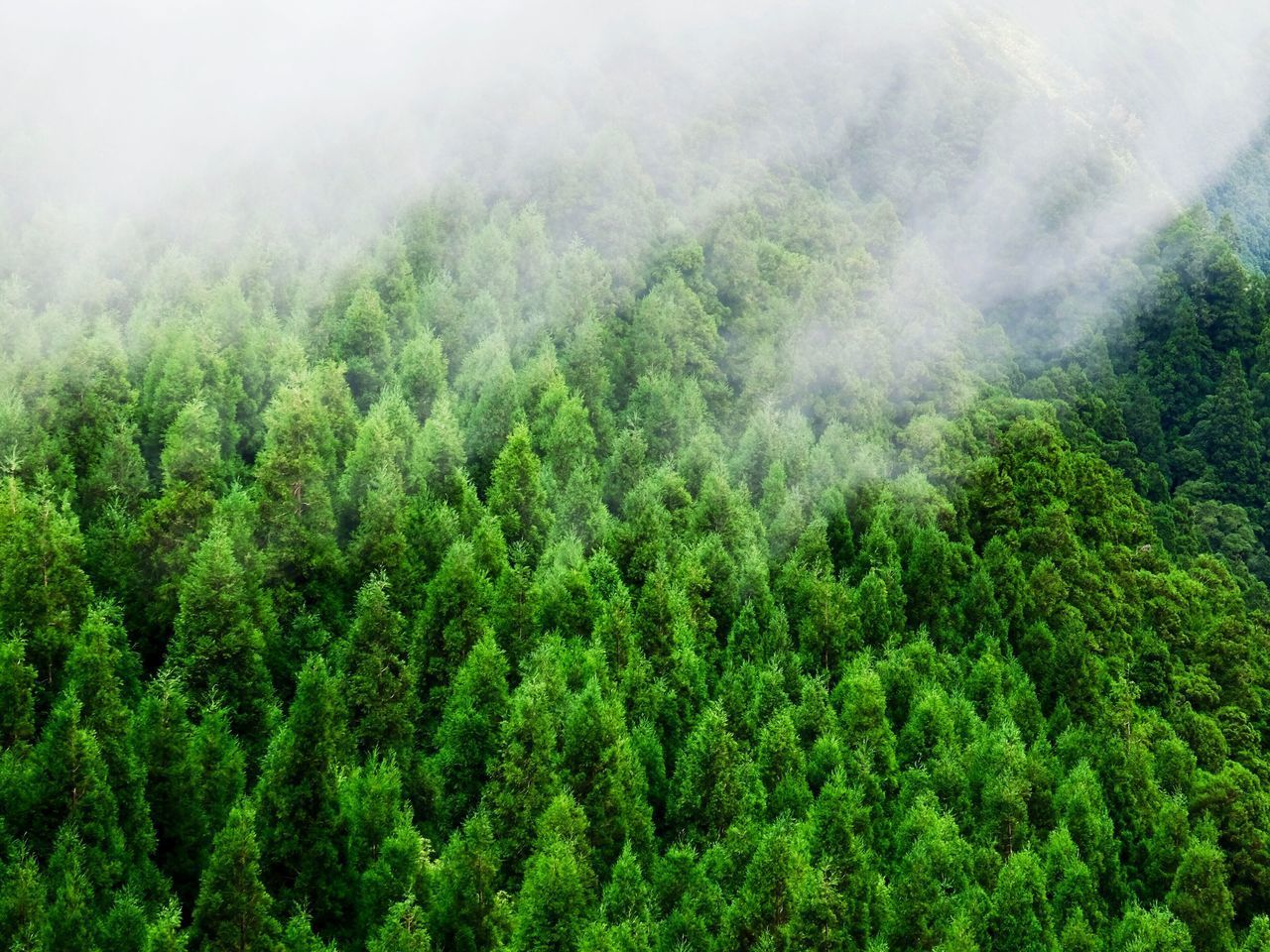 Scenic view of forest