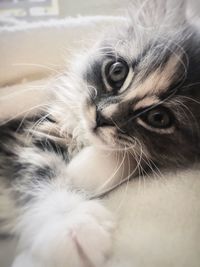 Close-up portrait of a cat