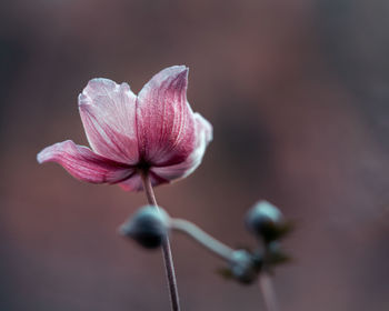 Close-up of pink flower