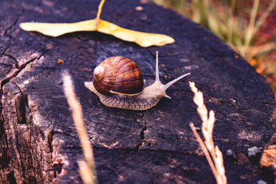 Close-up of snail on wood. waiting to reach the edge of the tree trunk 