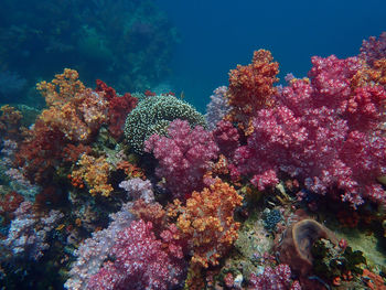 Low angle view of coral in sea