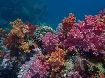 Marine life under sea water, underwater landscape photography, colorful sea life