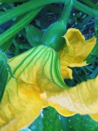 Close up of yellow flower