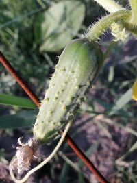 Close-up of prickly pear cactus