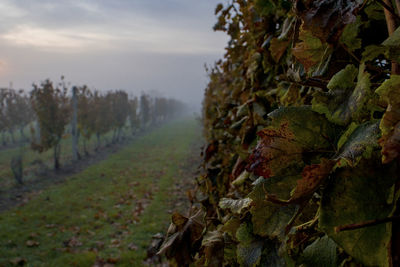 Close-up of leaves on field against sky