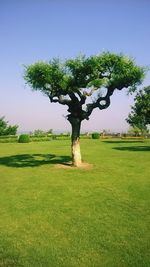 Tree on field against clear sky