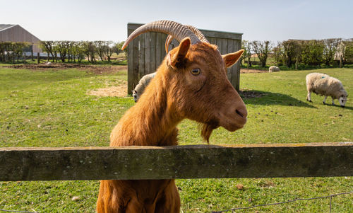 Sheep standing in a field