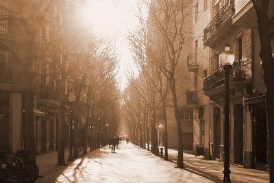 Snow covered trees in city during sunset