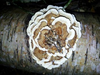 Close-up of tree trunk