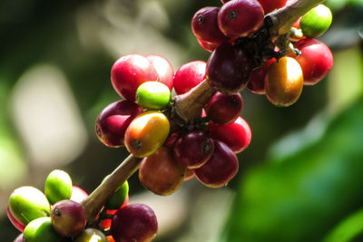 Close-up of grapes growing outdoors