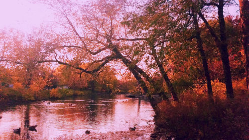 Reflection of trees in lake