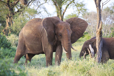 Elephant in a field