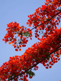 Low angle view of tree against blue sky