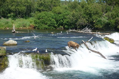 Scenic view of waterfall