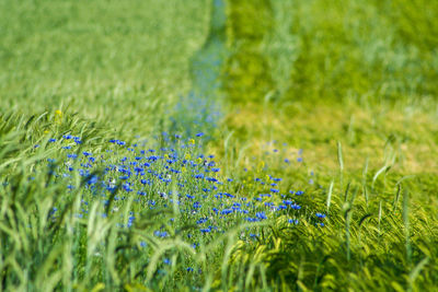Close-up of flowering plants on land