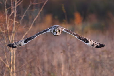 Bird flying in a field