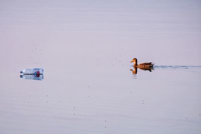 Bird swimming in lake