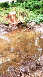 Reflection of trees in water