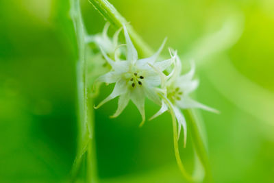 Close-up of white flowering plant