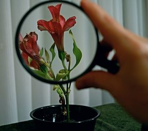 Close-up of orchid in vase