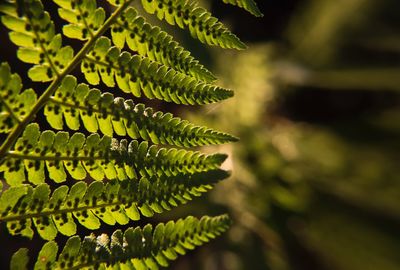 Close-up of fern leaves