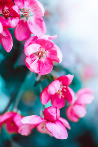 Close-up of pink cherry blossoms