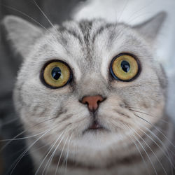 Close-up portrait of a cat